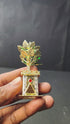 Pure Silver Tulsi Tree 28.2g By Mahita Collections